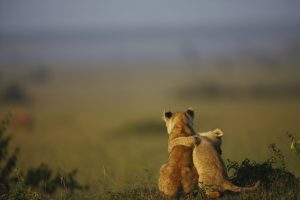 Animal Protection