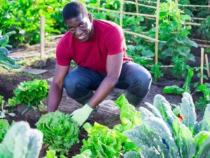 Image of person working in a garden.