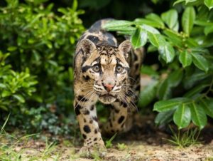clouded leopard