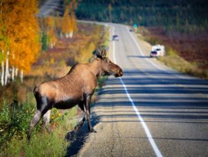 A moose is trying to cross a busy road