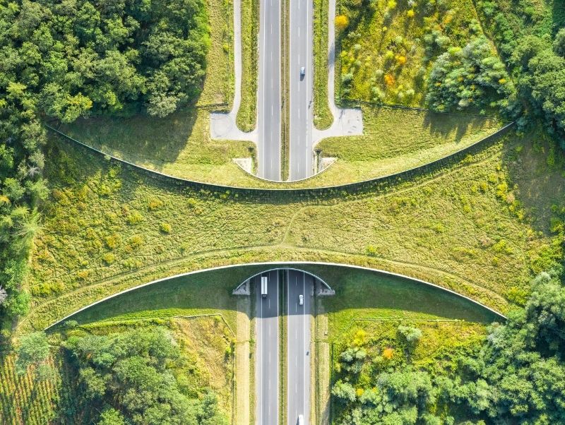 an example of an animal crossing, seen from above