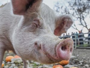 Image of pig eating pumpkins