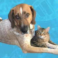 Bodhi the dog with his cat brother Finn. Bodhi is a rescue from an animal testing laboratory