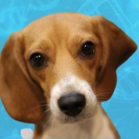 Lucy the dog is a rescue from a laboratory