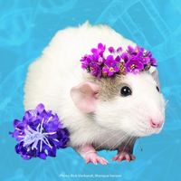 Rosie the rat with a flower crown