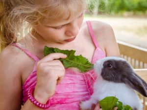 Child holding a bunny and feeding her greens