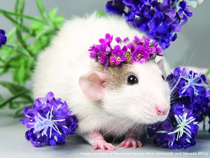 Image of Rosie the rat with a crown of flowers and surrounded by cut flowers