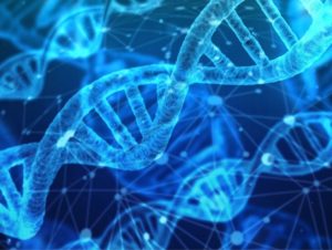 strands of DNA