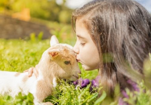 child kissing a baby goat in a field