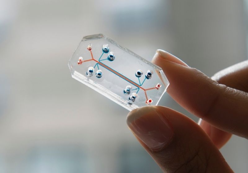 Person's fingers holding an organ-on-a-chip; Image via NIH