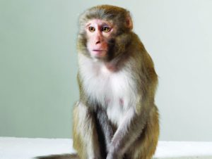 Book cover for Voracious Science Vulnerable Animals by John P. Gluck of a primate