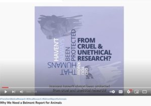 Screenshot from Belmont Report for Animals video