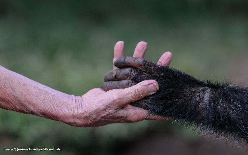 Image of a human and a chimpanzee holding hands--Phoenix Zones enable both people and animals to thrive.