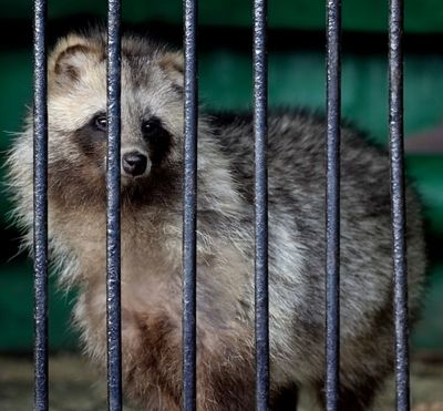Raccoon dogs are trafficked and exploited every year, increasing the risk of pandemics.
