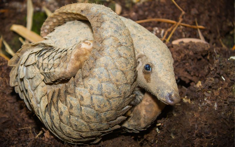 Pangolins are some of the most trafficked animals in the world. To prevent future pandemics, we must end animal trafficking and exploitation.