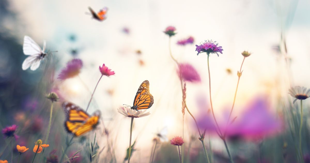 a field of flowers with butterflies--we need a world of Phoenix Zones