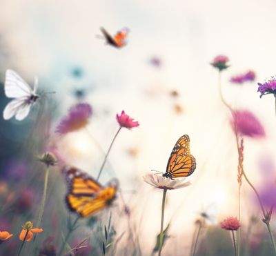 field of flowers with butterflies--we need a world of Phoenix Zones