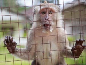 a primate holds onto the bars of her cage--research using primates is a matter of convenience, not sound science