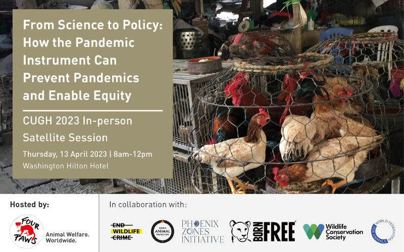 Image of chickens crammed in a woven basket at a market