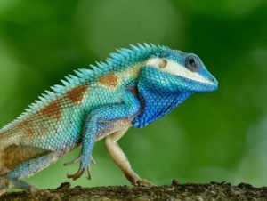 Image of a lizard--beyond anthropocentrism