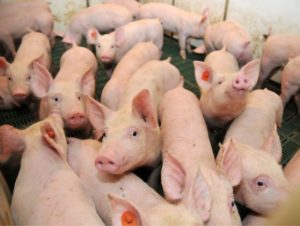 baby pigs crowded in a pen, waiting to be killed--Slaughterhouse regulations allow egregious policies and practices
