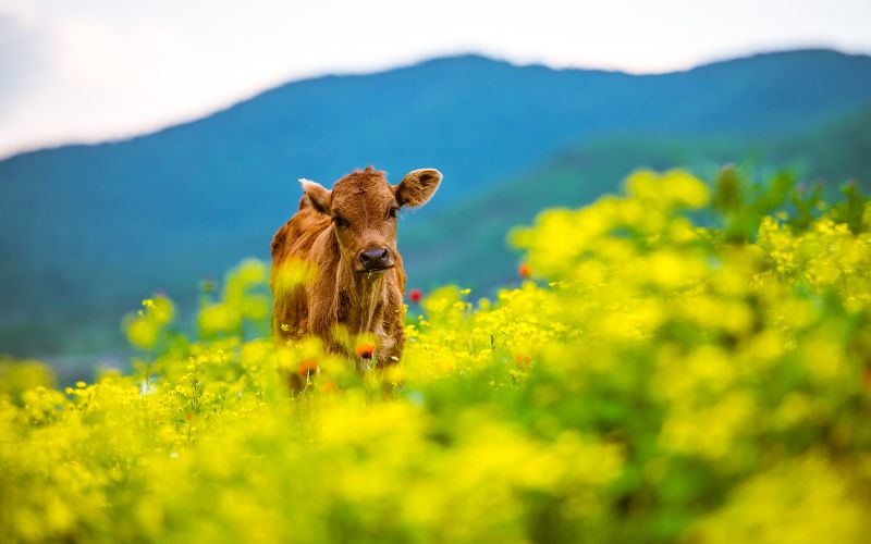 a young cow in a field of flowers--we need an ecological view of health