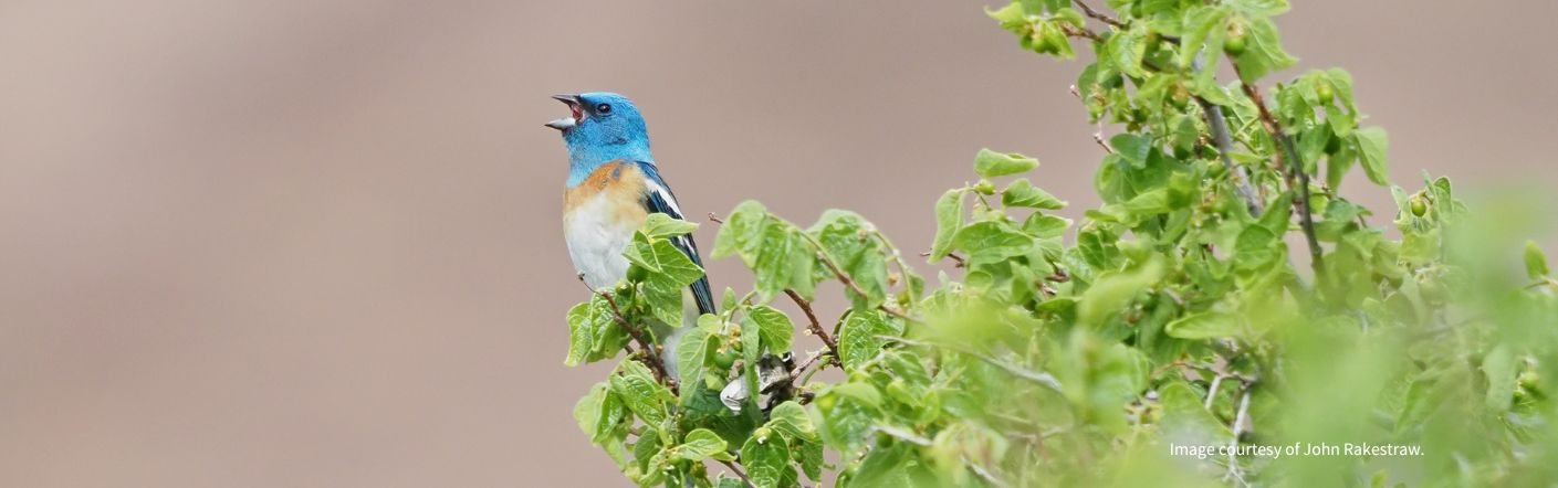 A lazuli bunting sings from a branch--public health officials need to center ecological health in policy and practice