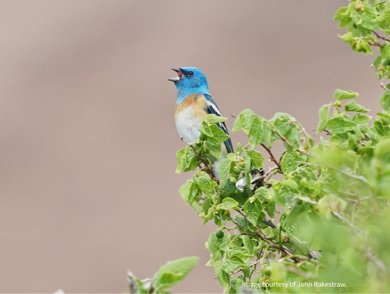 A lazuli bunting sings from a branch--public health officials need to center ecological health in policy and practice