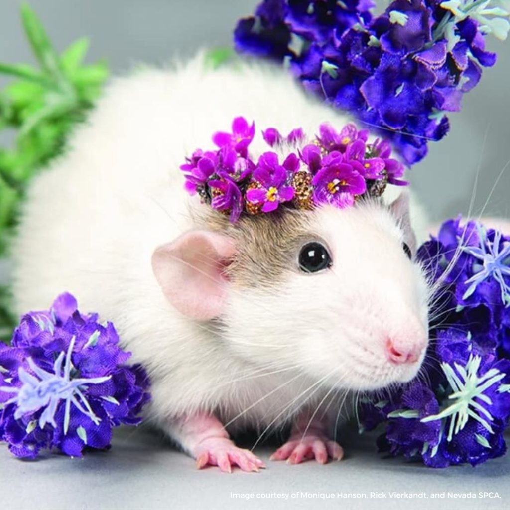 Rosie the rescued rat loved living life to the fullest.