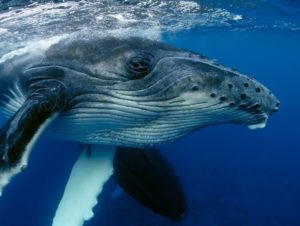 a whale swimming in the ocean--sustainable development policy must include animal welfare