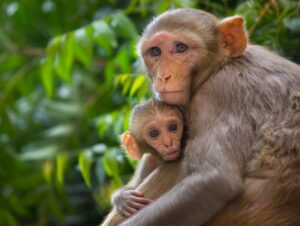 A macaque mother holding her child--there are numerous problems with the ethics of animal research