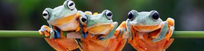 Three frogs hanging on a branch--justice is a prerequisite for human and nonhuman health